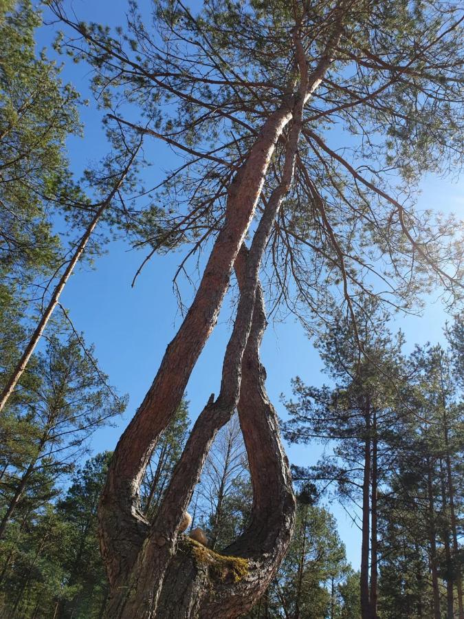 Vila Skrawek Nieba Borsk Exteriér fotografie